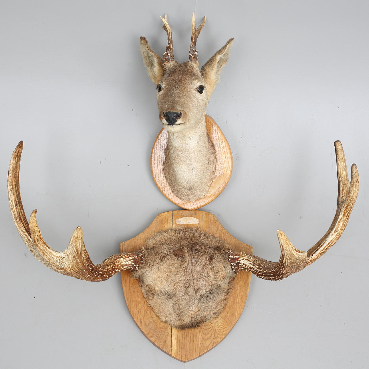 JAKTTROFÈER, 2 st, rådjurshuvud samt älghorn.