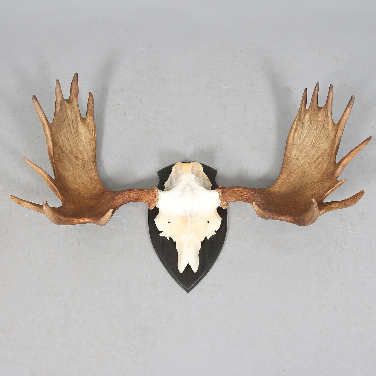 ÄLGHORN, 17-taggare. 1900-tal.