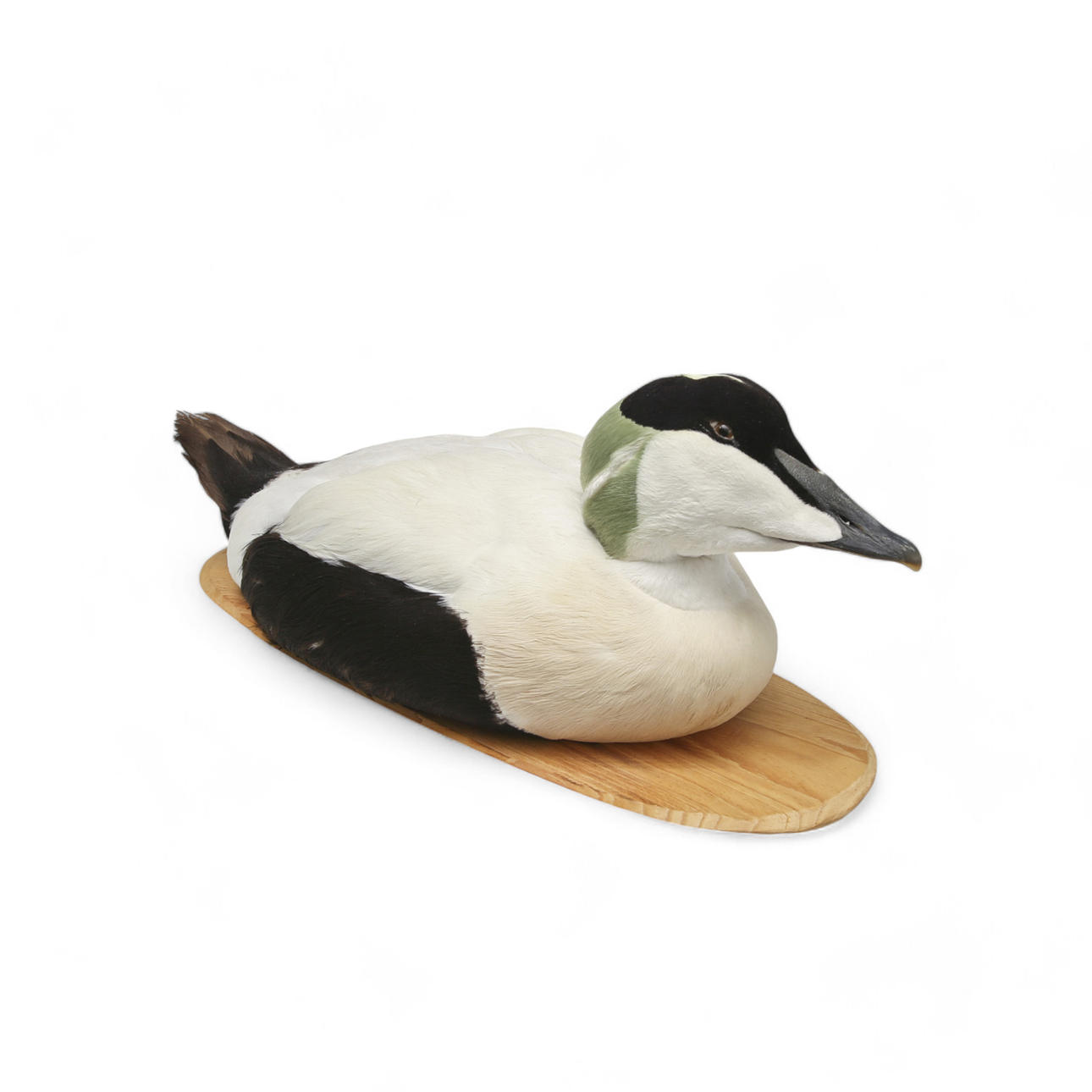 UPPSTOPPAD FÅGEL, Ejder på träplatta.