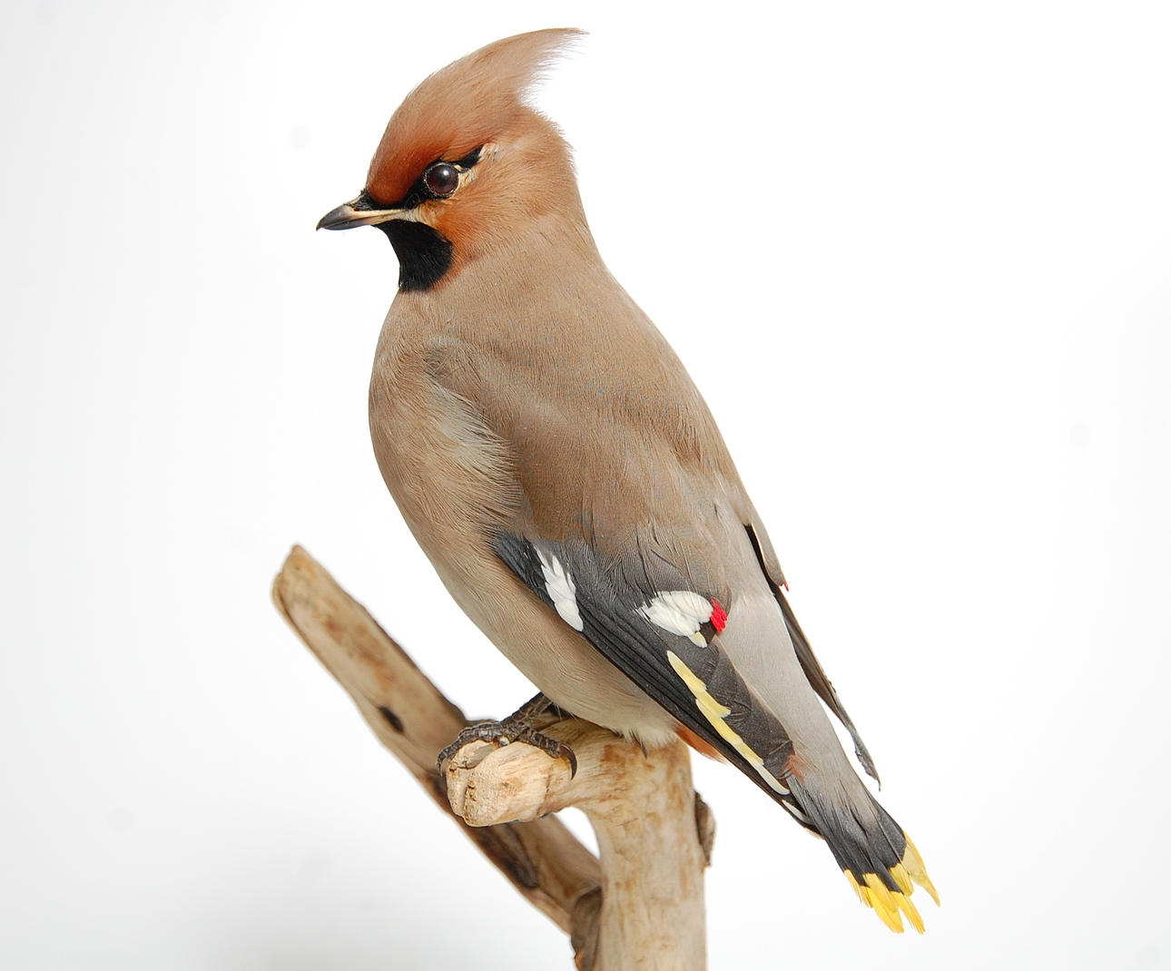 SIDENSVANS, uppstoppad.