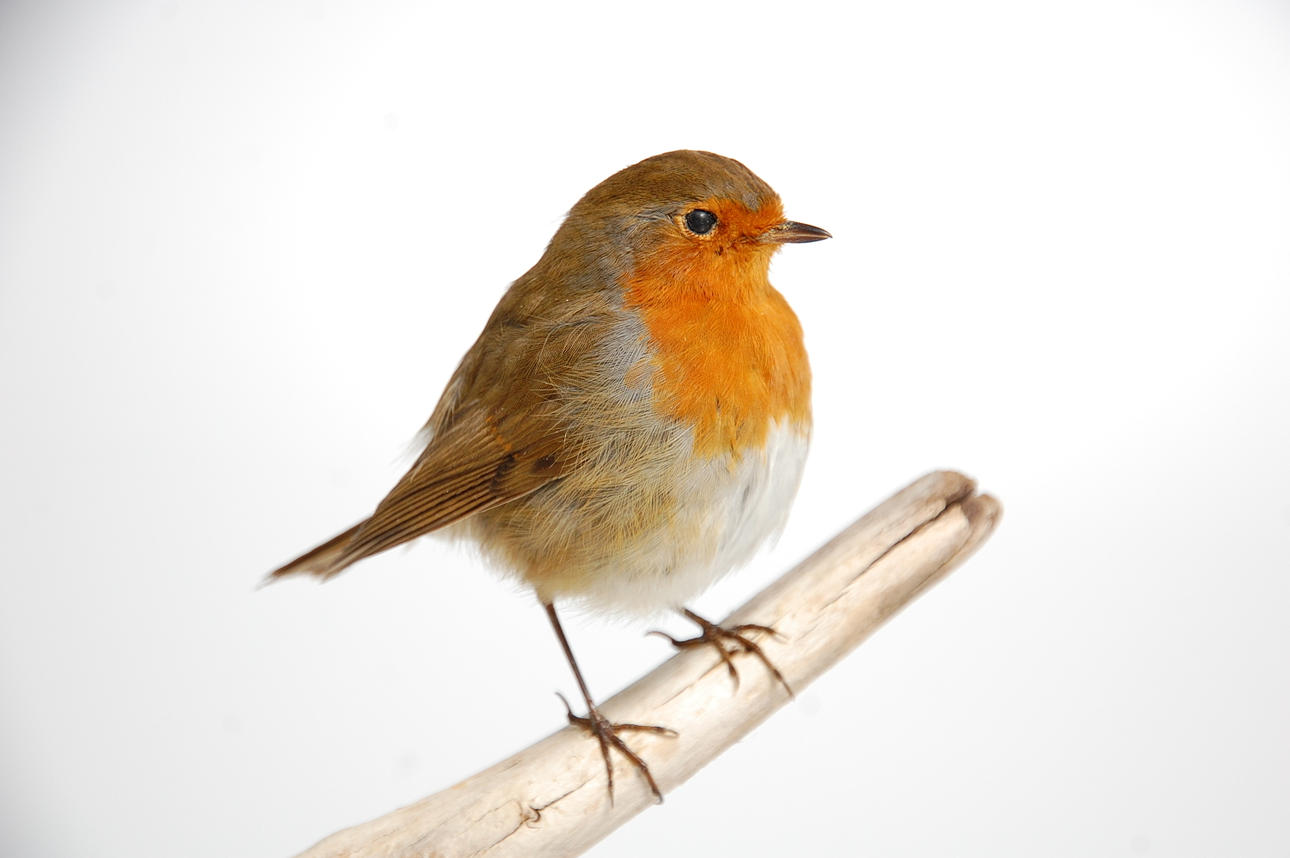 RÖDHAKE, uppstoppad.