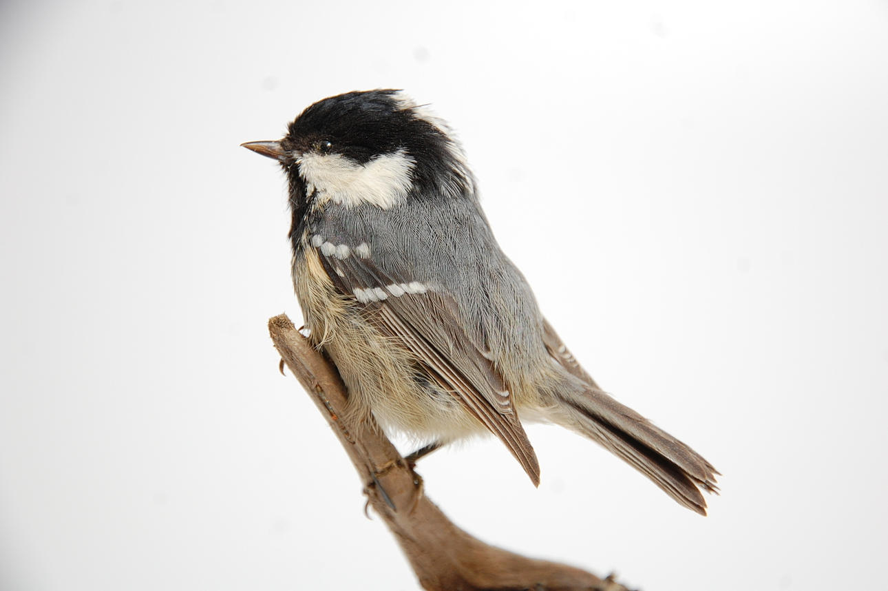 TETA NEGRA, rellena.