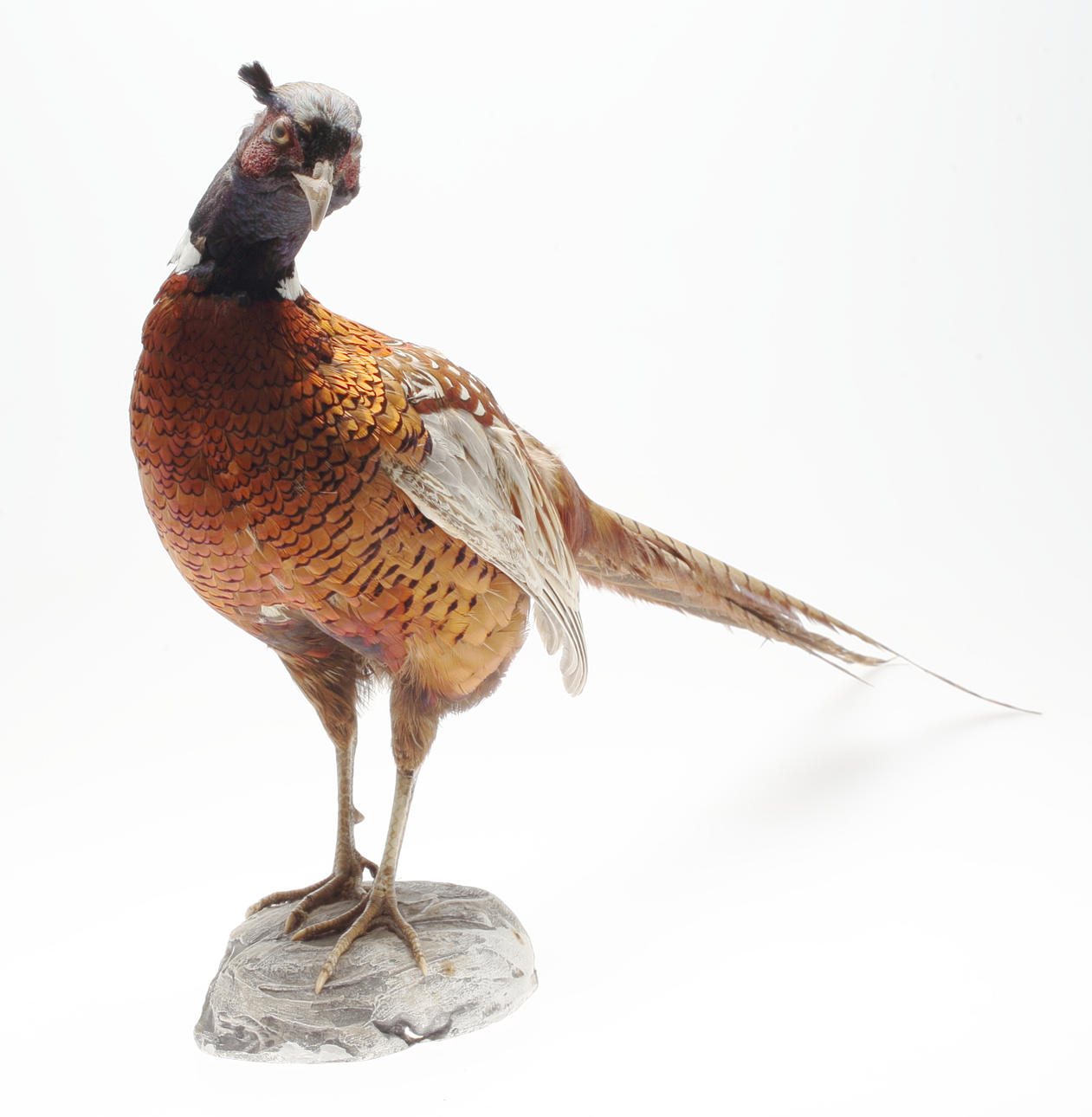 FASAN, uppstoppad, 1900-tal.