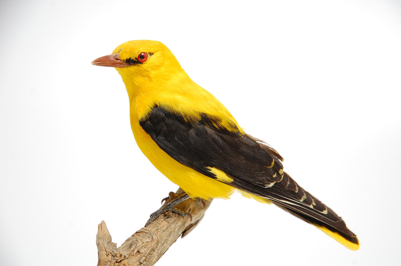 SOMMARGYLLING, uppstoppad.