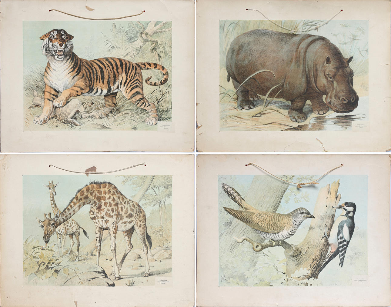 SKOLPLANSCHER, 4 st, hackspett & gök, tiger, flodhäst och giraff, Gleerupska Univ.-Bokhandeln, Lund.