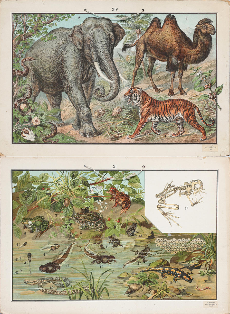 SKOLPLANSCHER, 2 st, elefant, kamel & tiger och groddjur, Gleerupska Univ.-Bokhandeln, Lund.