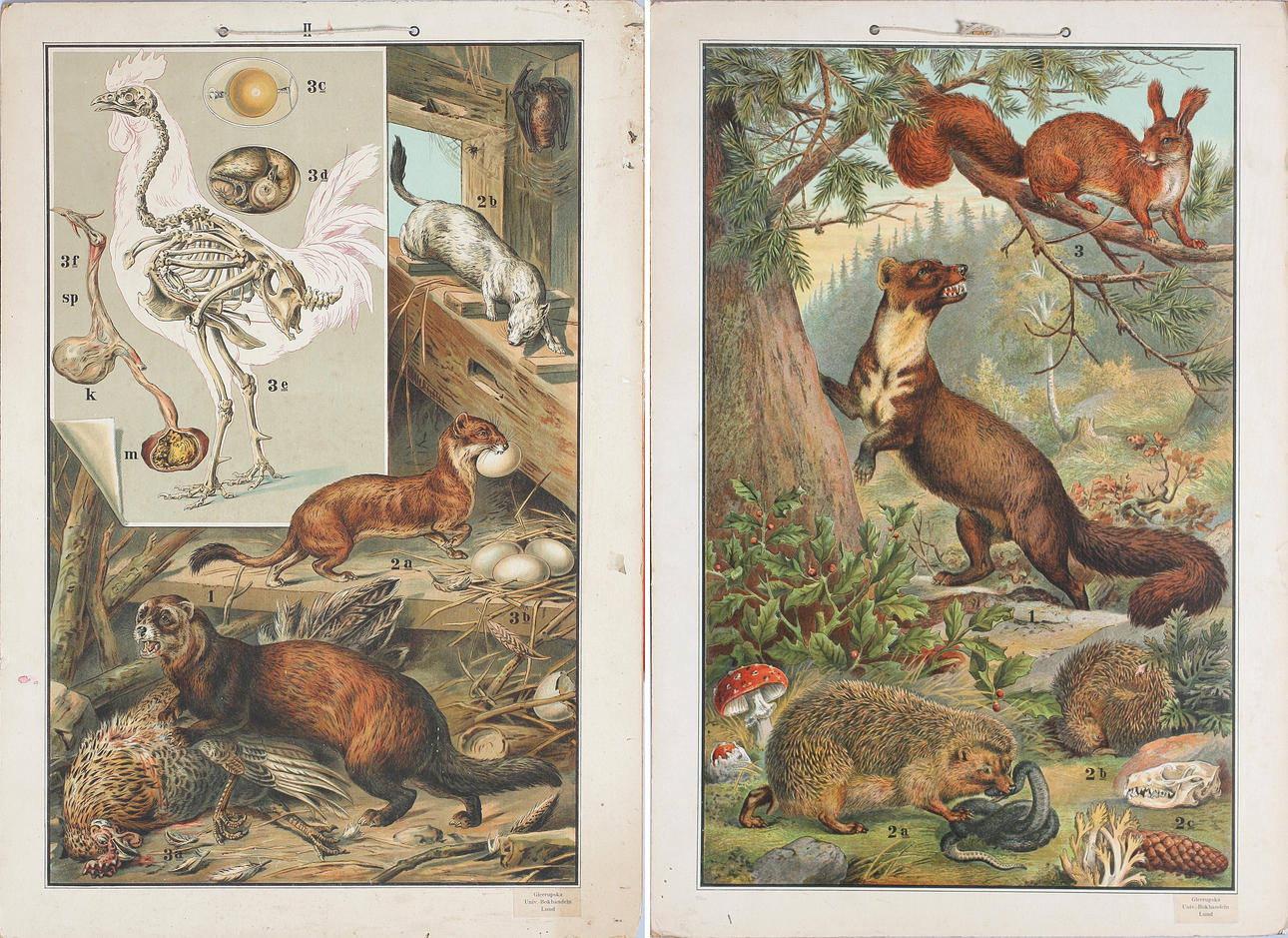 SKOLPLANSCHER, 2 st, mårddjur och höns, Gleerupska Univ.-Bokhandeln, Lund.