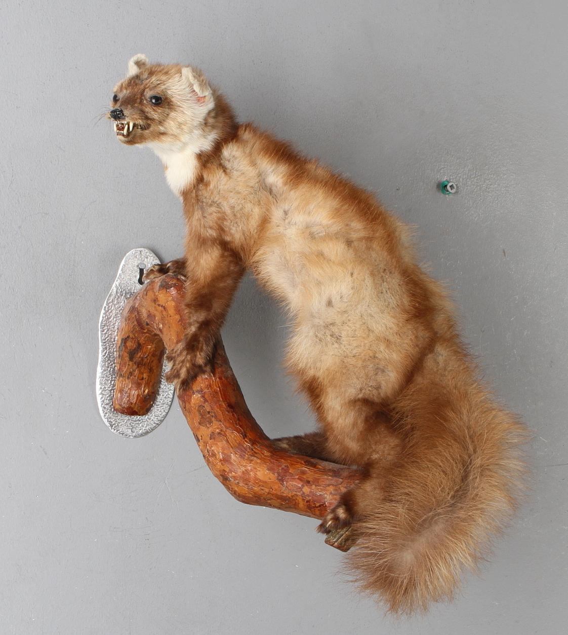 MÅRDJUR, uppstoppat och monterat, 1900-tal.