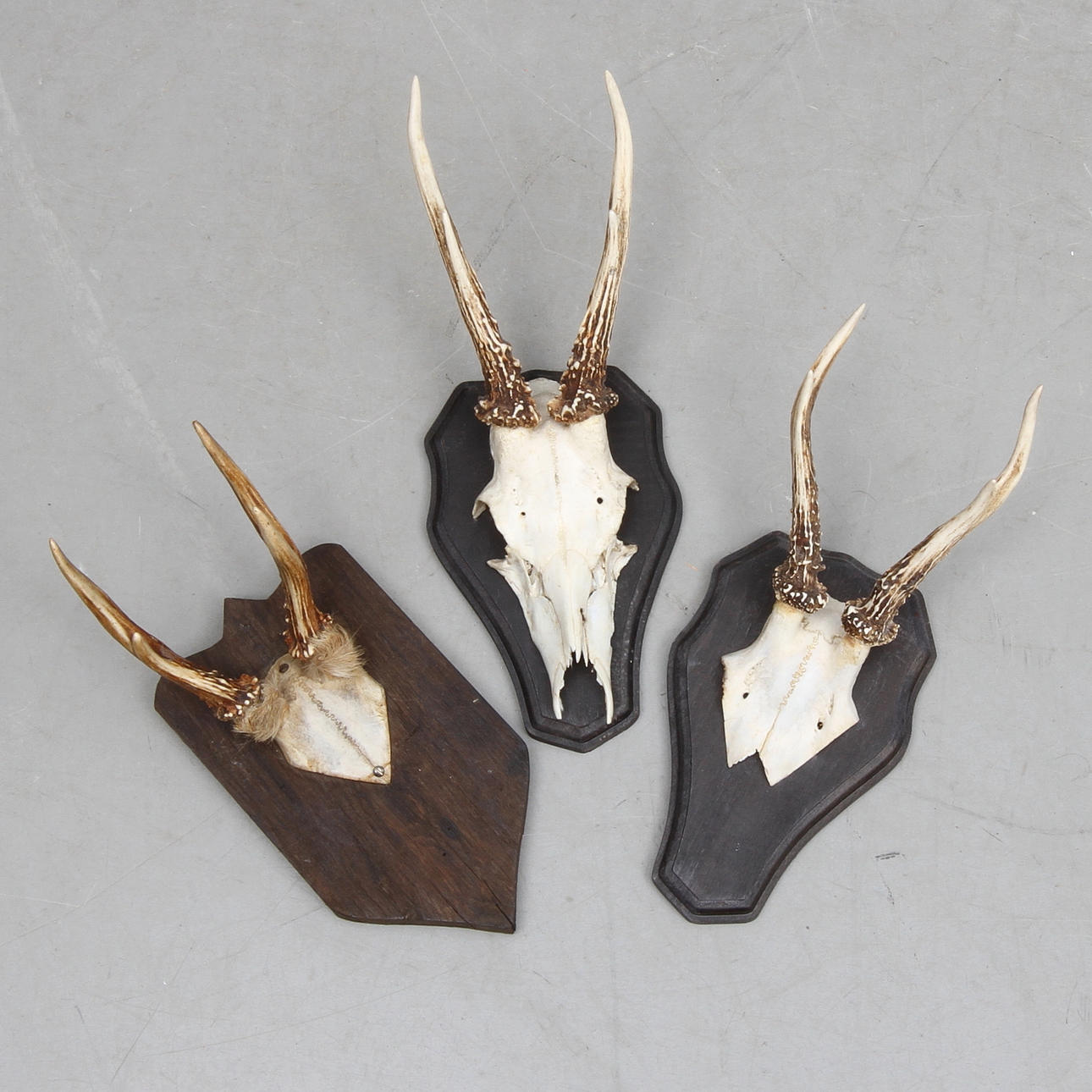 JAKTTROFÉER, 3 st, rådjur, 1900-tal.