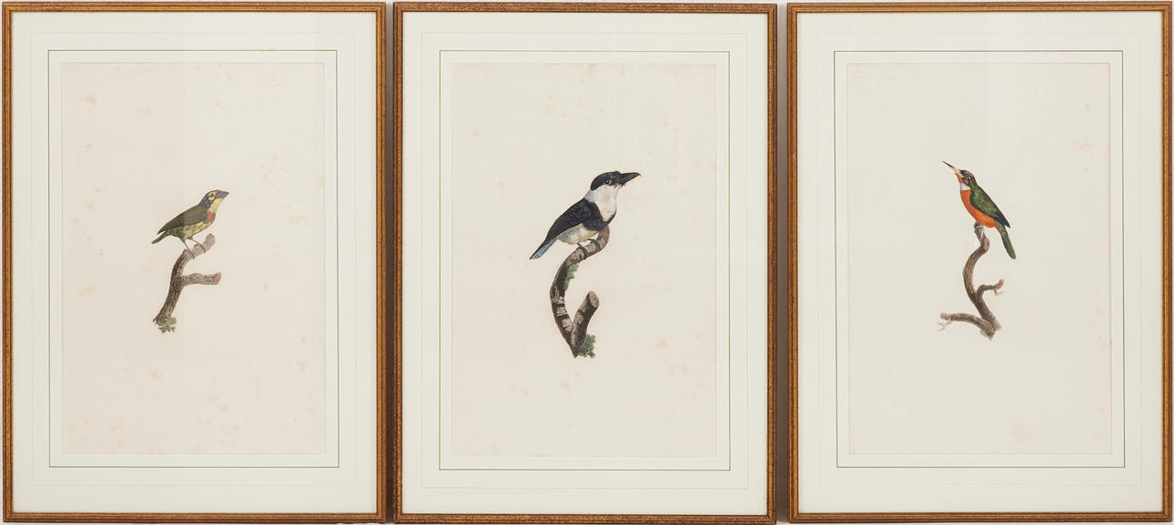 FÅGELPLANSCHER, 3 st, efter Jacques Barraband, handkolorerade etsningar, tidigt 1800-tal.