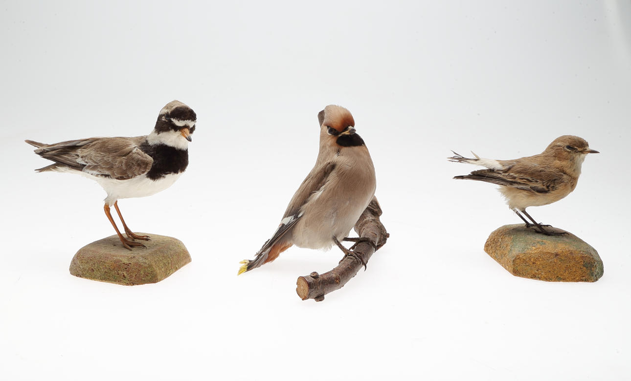 UPPSTOPPADE FÅGLAR, 3 st, 1960/70-tal.