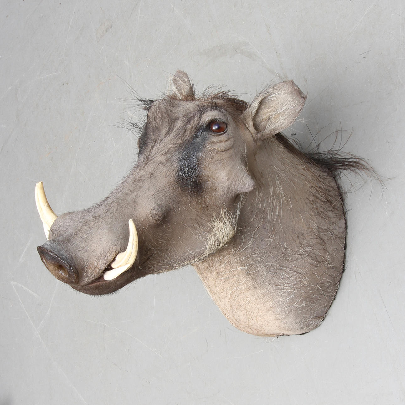 JAKTTROFÈ, Vårtsvin, Phacochoerus africanus, 1900-talets slut.