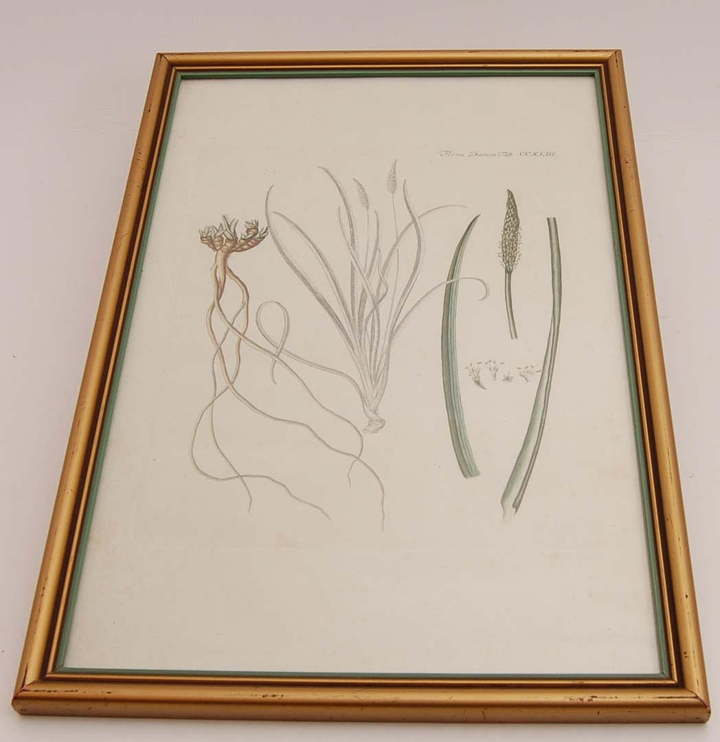 FLORA DANICA. Två Kopparstick. Pl. 243 och pl. 791 cirka 1766 och 1780.