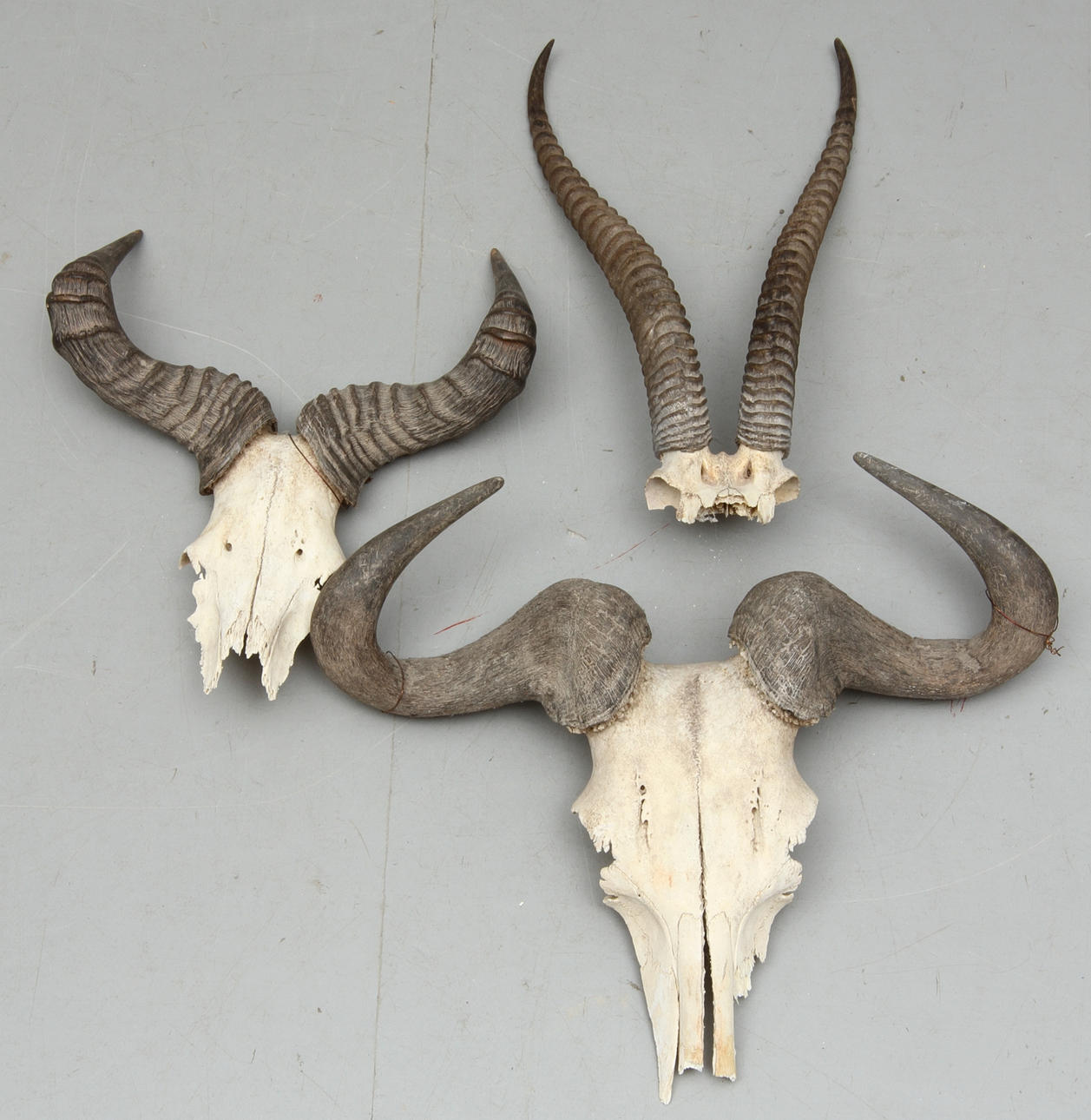 JAKTTROFÈR, 3 st, antilop och bufffel.