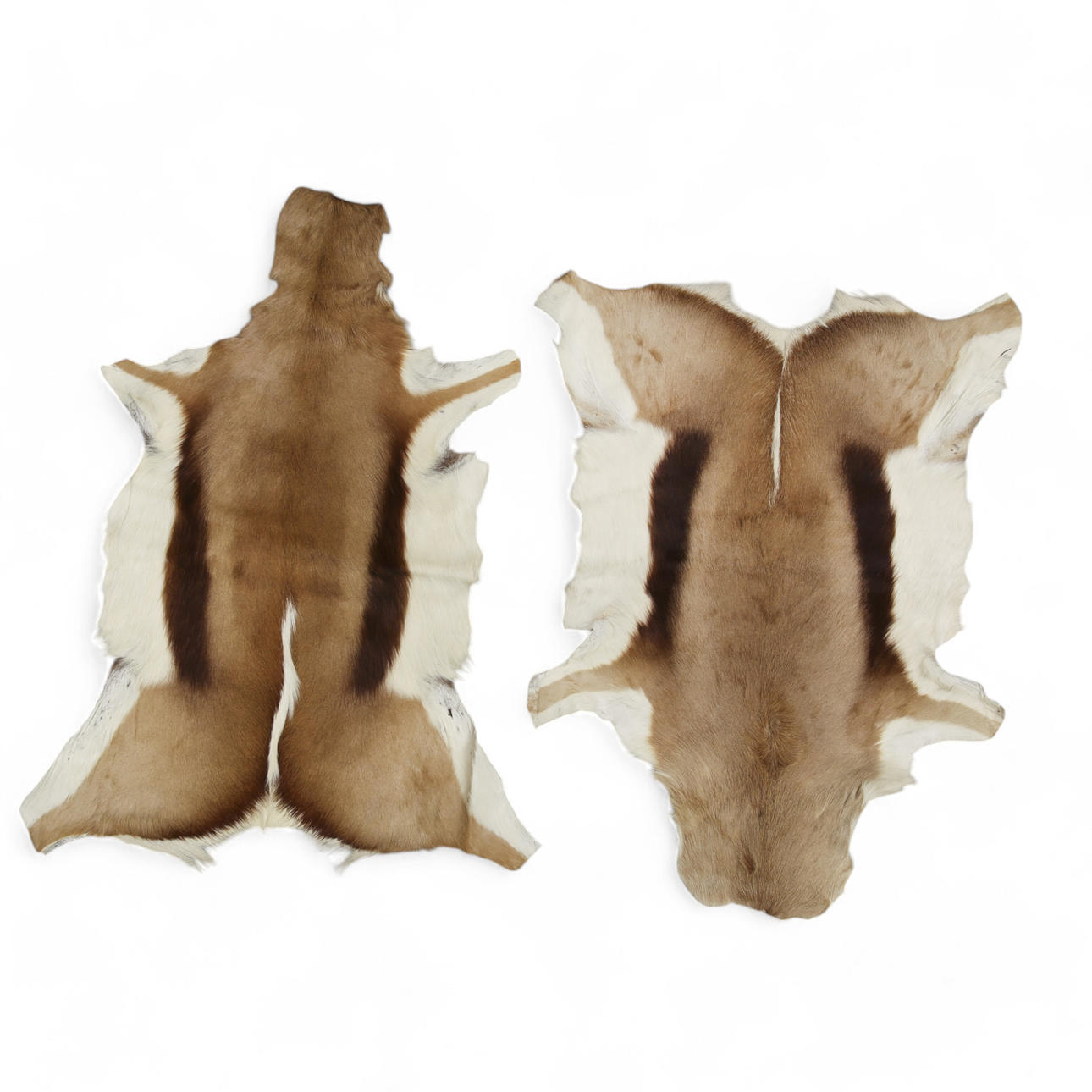 SPRINGBOEK LEATHER, 2 pcs.