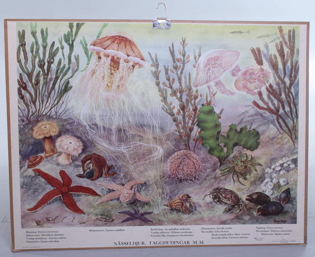 SKOLPLANSCH, Nässeldjur, Tagghudingar m.m.