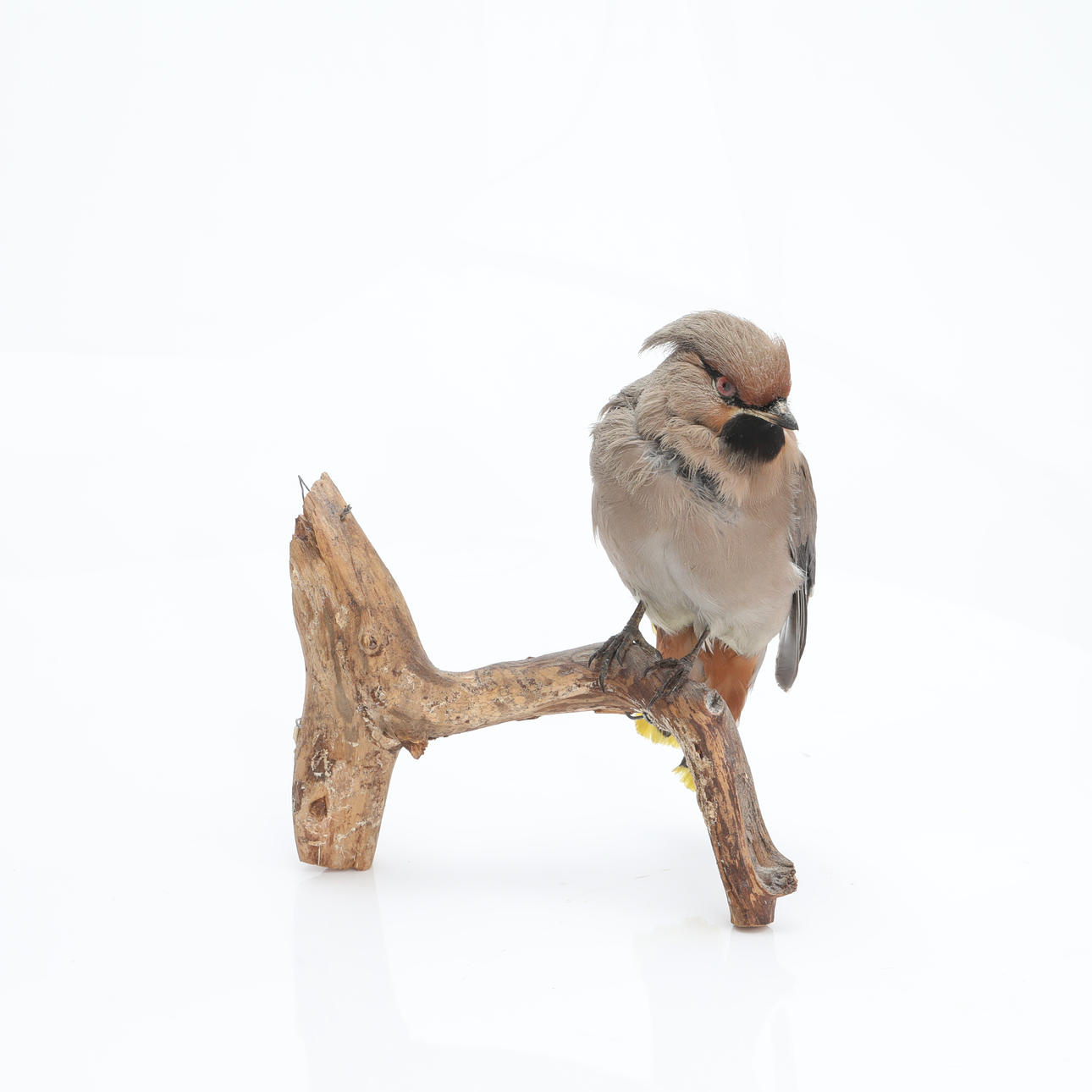 COLA DE SEDA, rellena.