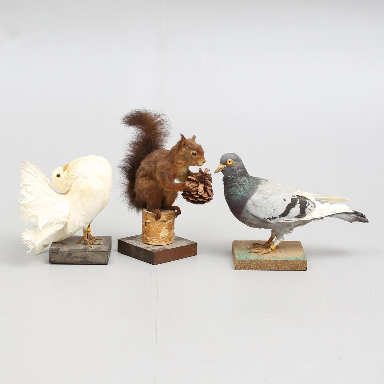 Täytetyt eläimet, 3 kpl.