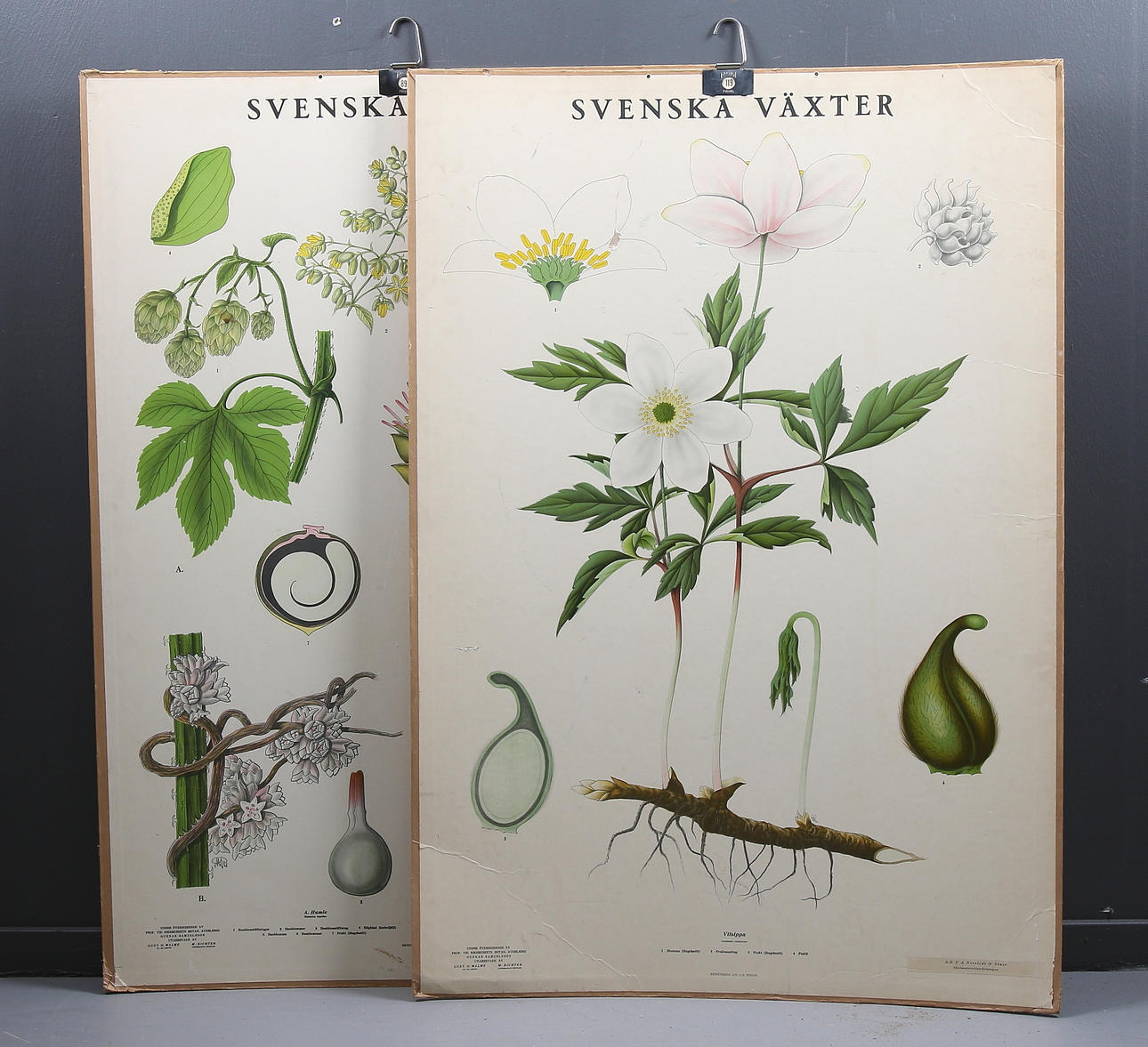 SKOLPLANSCH, 2 st, Botaniska väggtavlor, P.A. Norstedt & Söner. 1900-talets första hälft.