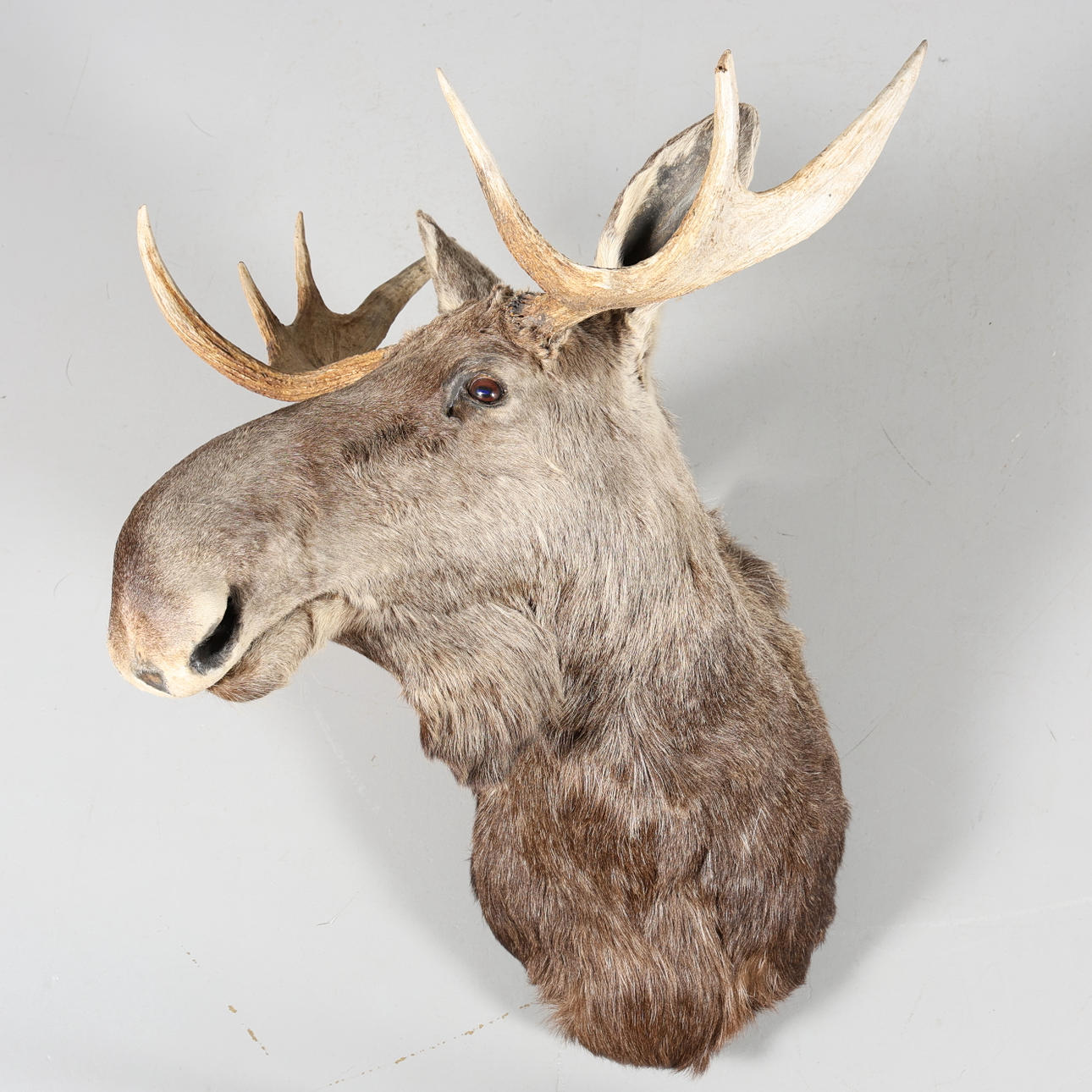 JAKTTROFÉ, bogmontage, älg.