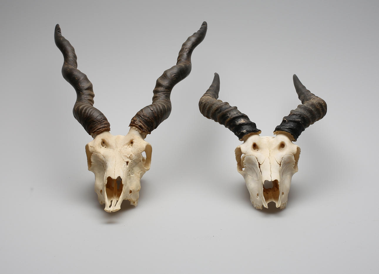 JAKTTROFÈR, 2 st, Antilop, 1900-talets mitt.