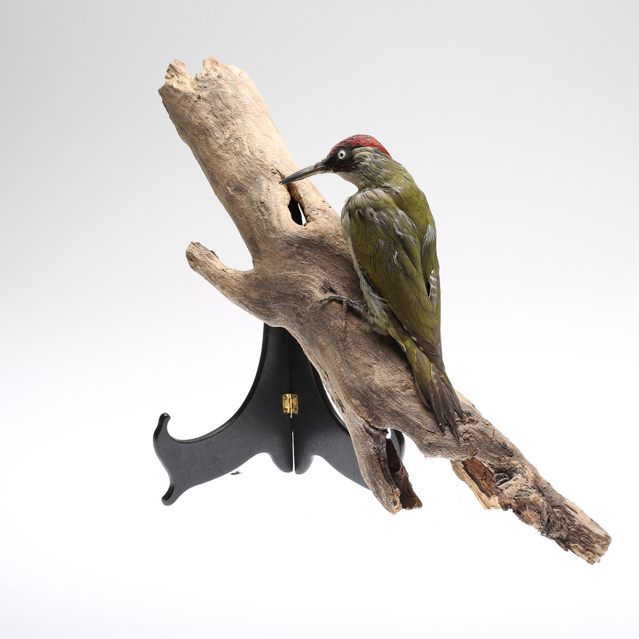 UPPSTOPPAD FÅGEL, gröngöling, 1900-talets mitt.