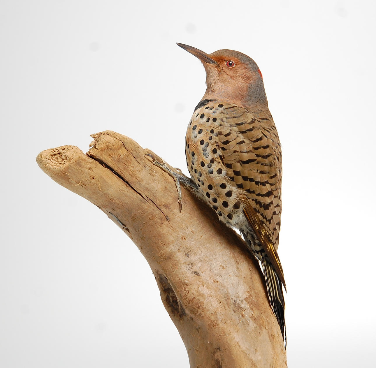 GULDSPETT, uppstoppad.