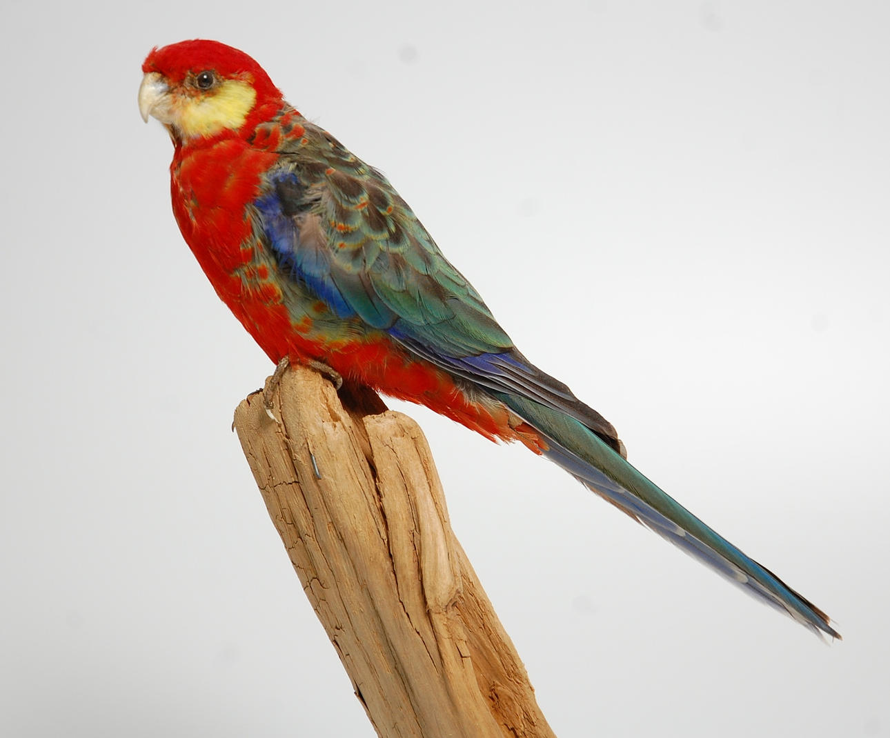 WESTERN ROSELLA, uppstoppad.
