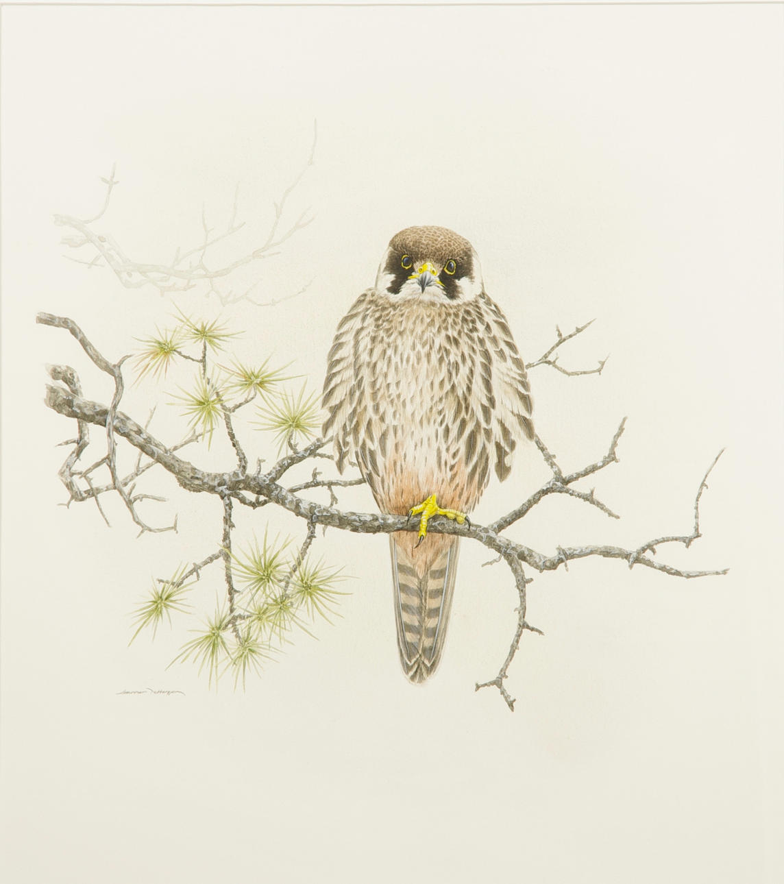 GUNNAR PETTERSSON. Lärkfalk, akvarell, signerad.