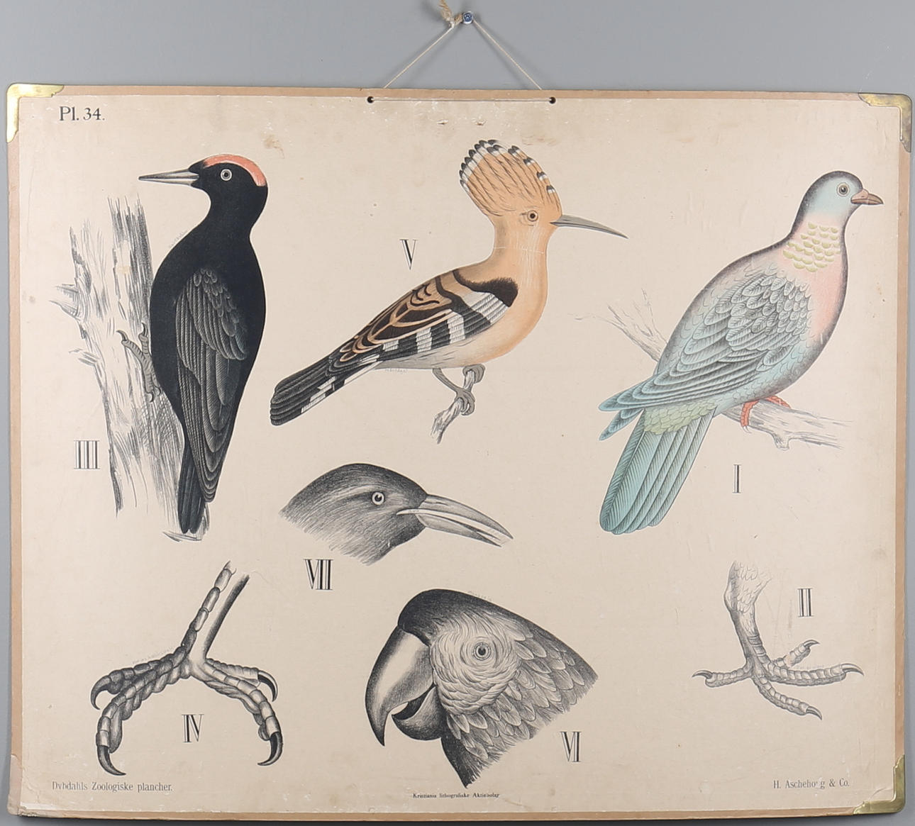 SKOLPLANSCHER, 3 st, Fåglar, 1900-tal.