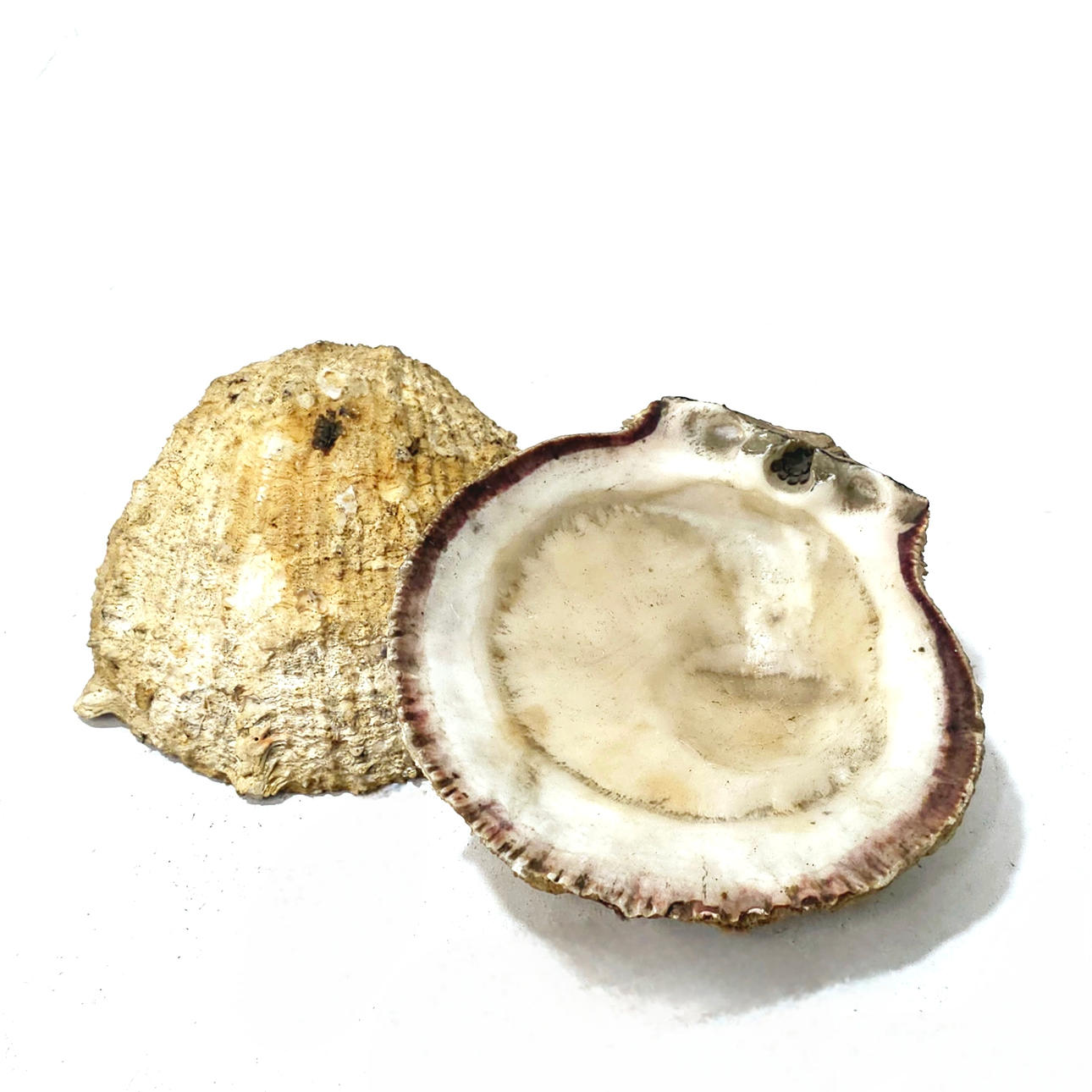 PAIR OF DECORATIVE SHELLS.