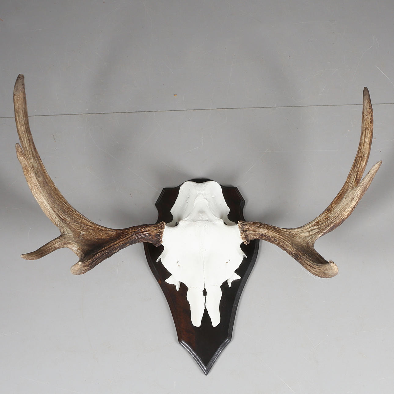 ÄLGHORN, 7 taggar, 1900-talets andra hälft.