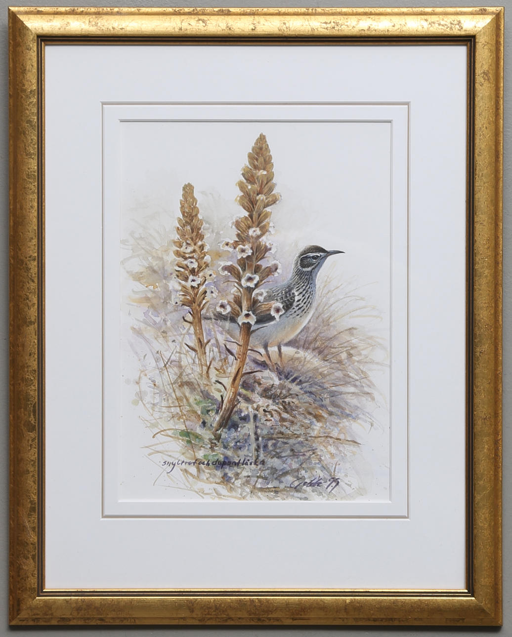 GUNNAR "GEBBE" BJÖRKMAN. "Snyltrot och dupontlärka". Akvarell, signerad och daterad -99.