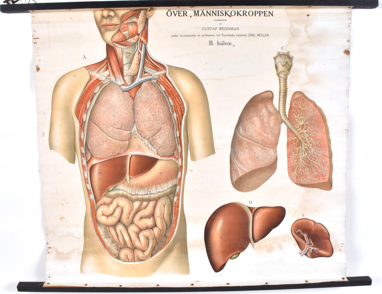 ANATOMIPLANSCH, öVER MÄNNISKOKROPPEN.