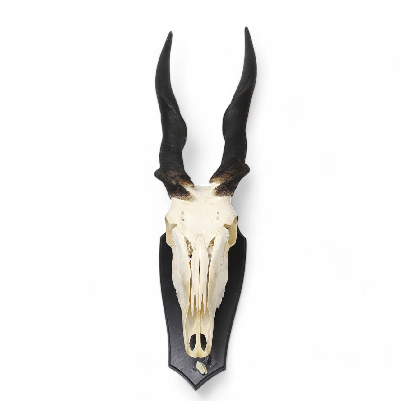 JAKTTROFE, Eiland, världens största hjortdjur. Afrika.