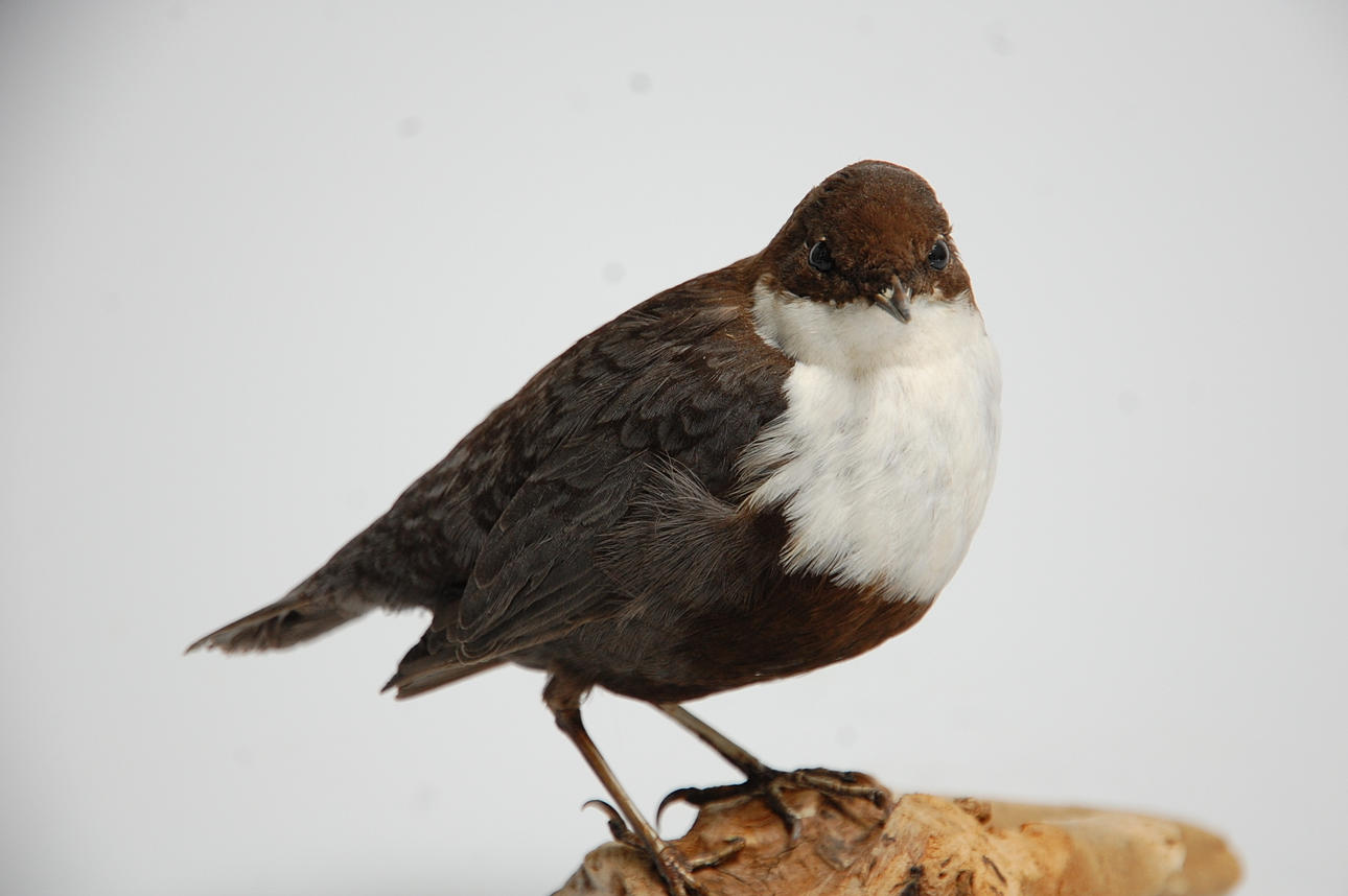 STRÖMSTARE, uppstoppad.