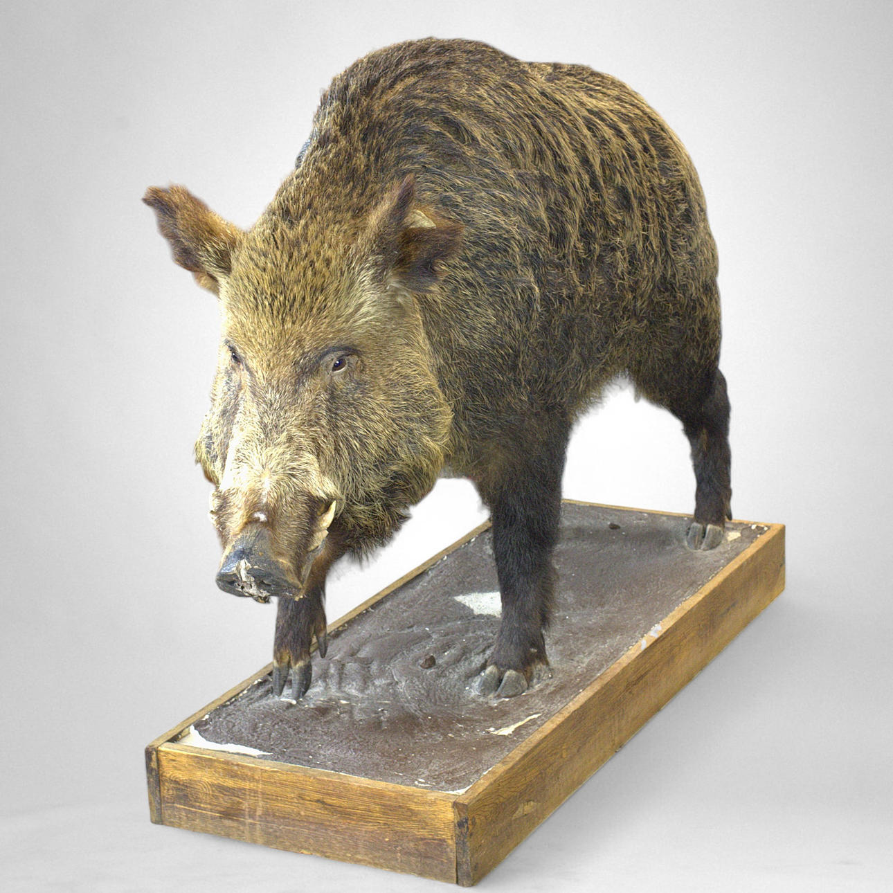 Eine Taxidermie-Trophäe für die Wildschweinjagd aus dem 20. Jahrhundert.