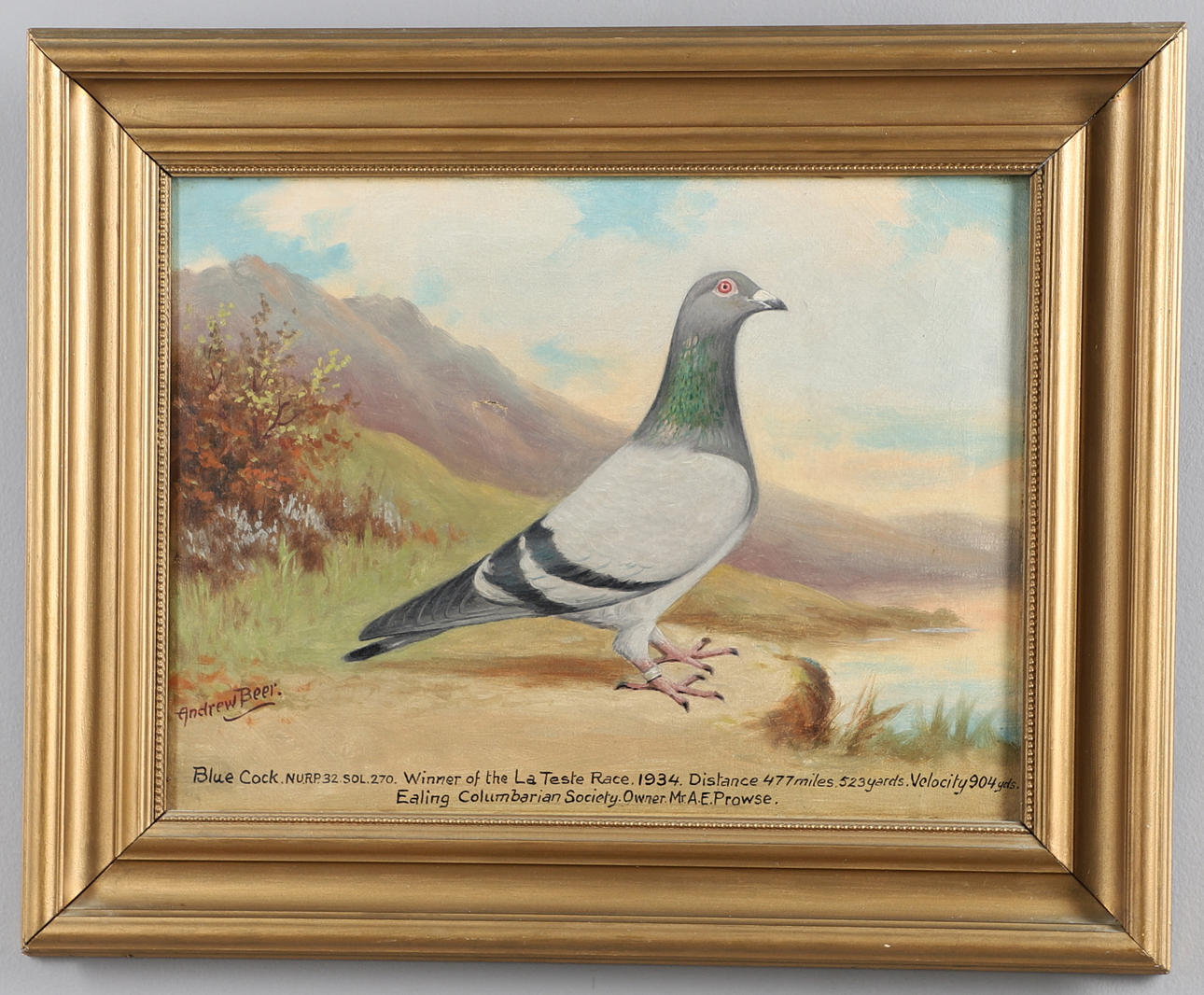 ANDREW BEER (1862-1954) - PIGEON RACING PORTRAIT OF 'BLUE COCK' & GOLD MEDAL.
