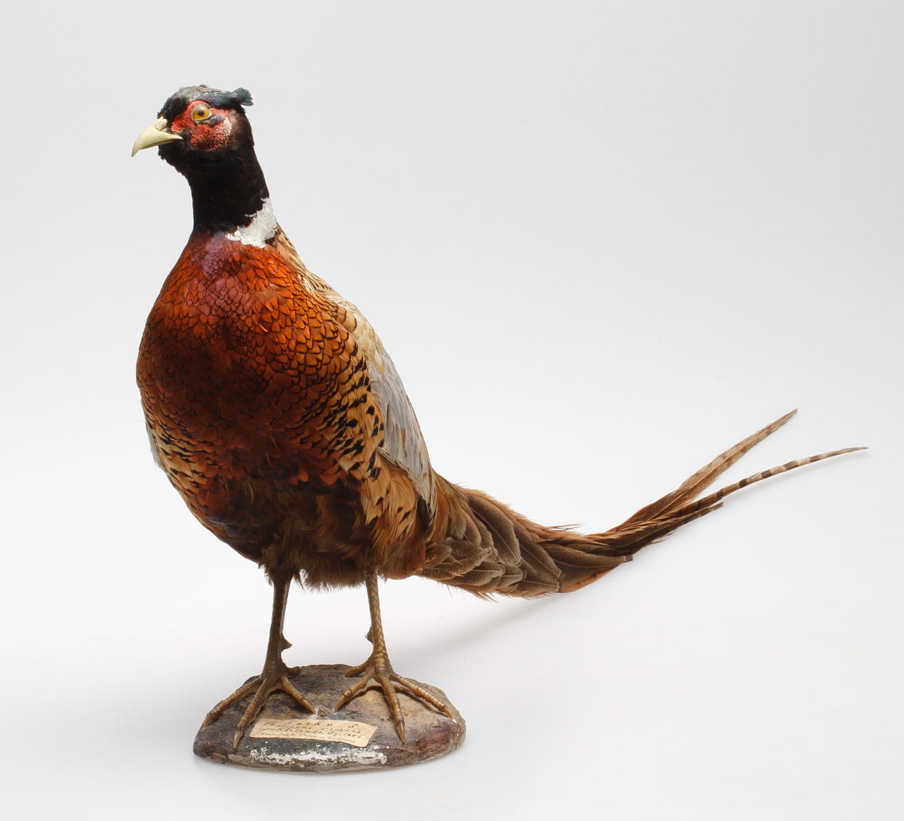 FASAN, uppstoppad, 1959.