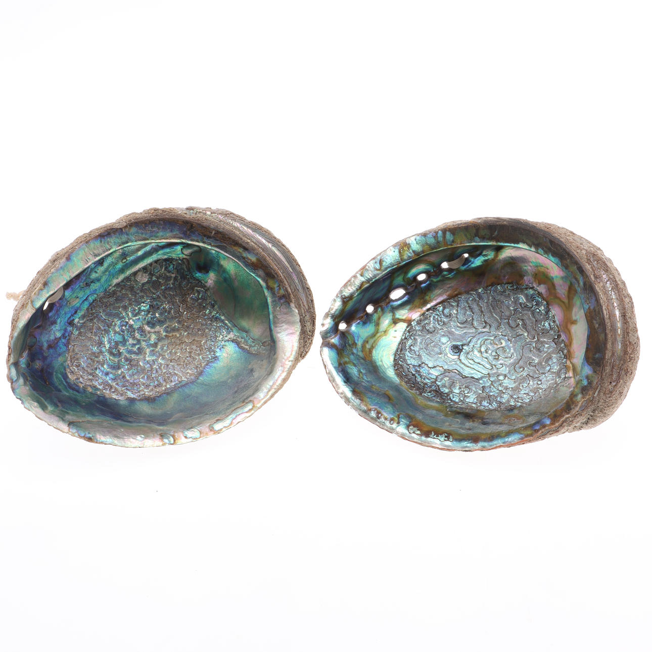 SNÄCKSKAL, 2 st, Abalonesnäcka.