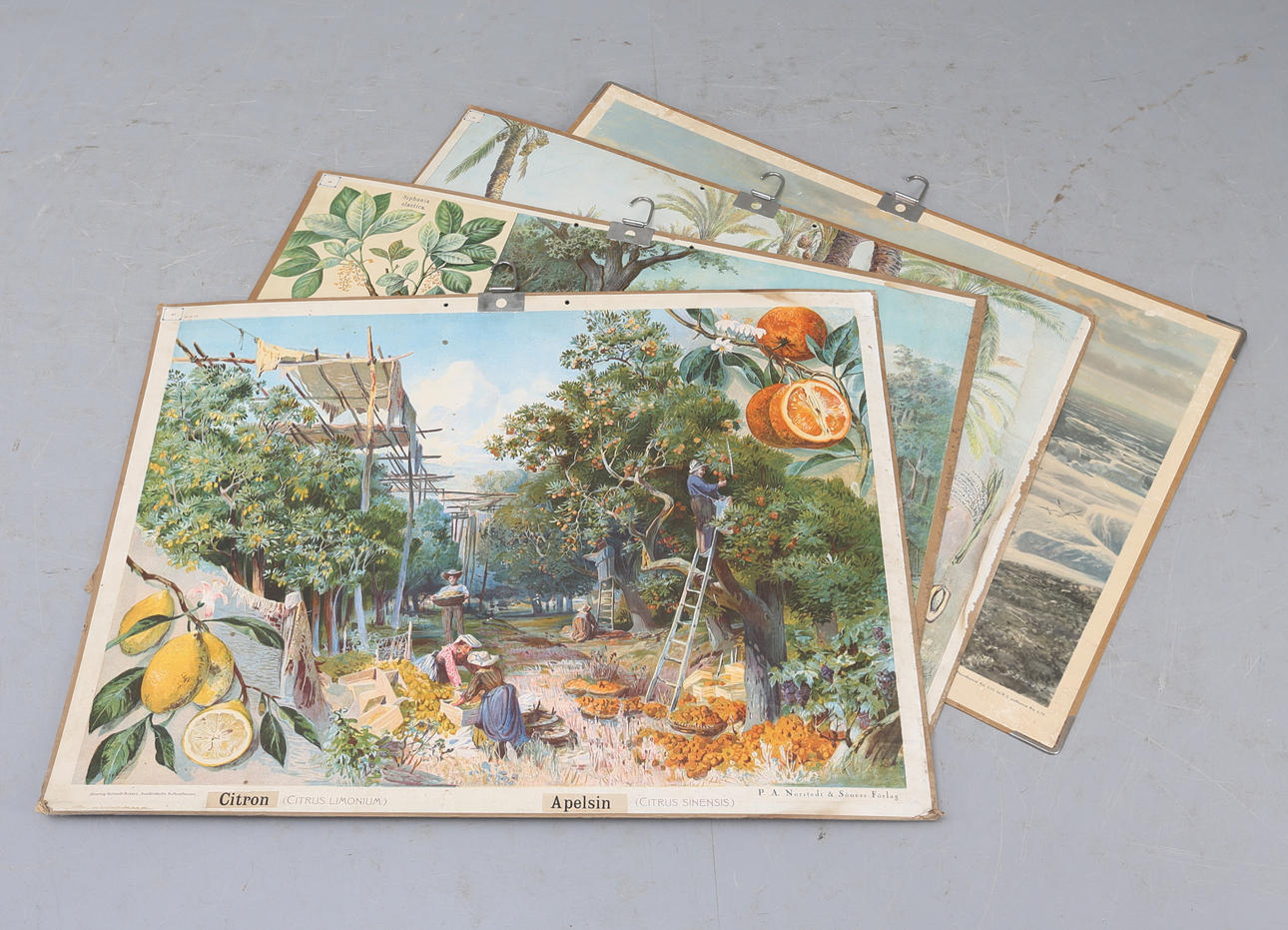 SKOLPLANSCHER, 4 st, 1900-talets början (PAN) resp mitt (Arktis).