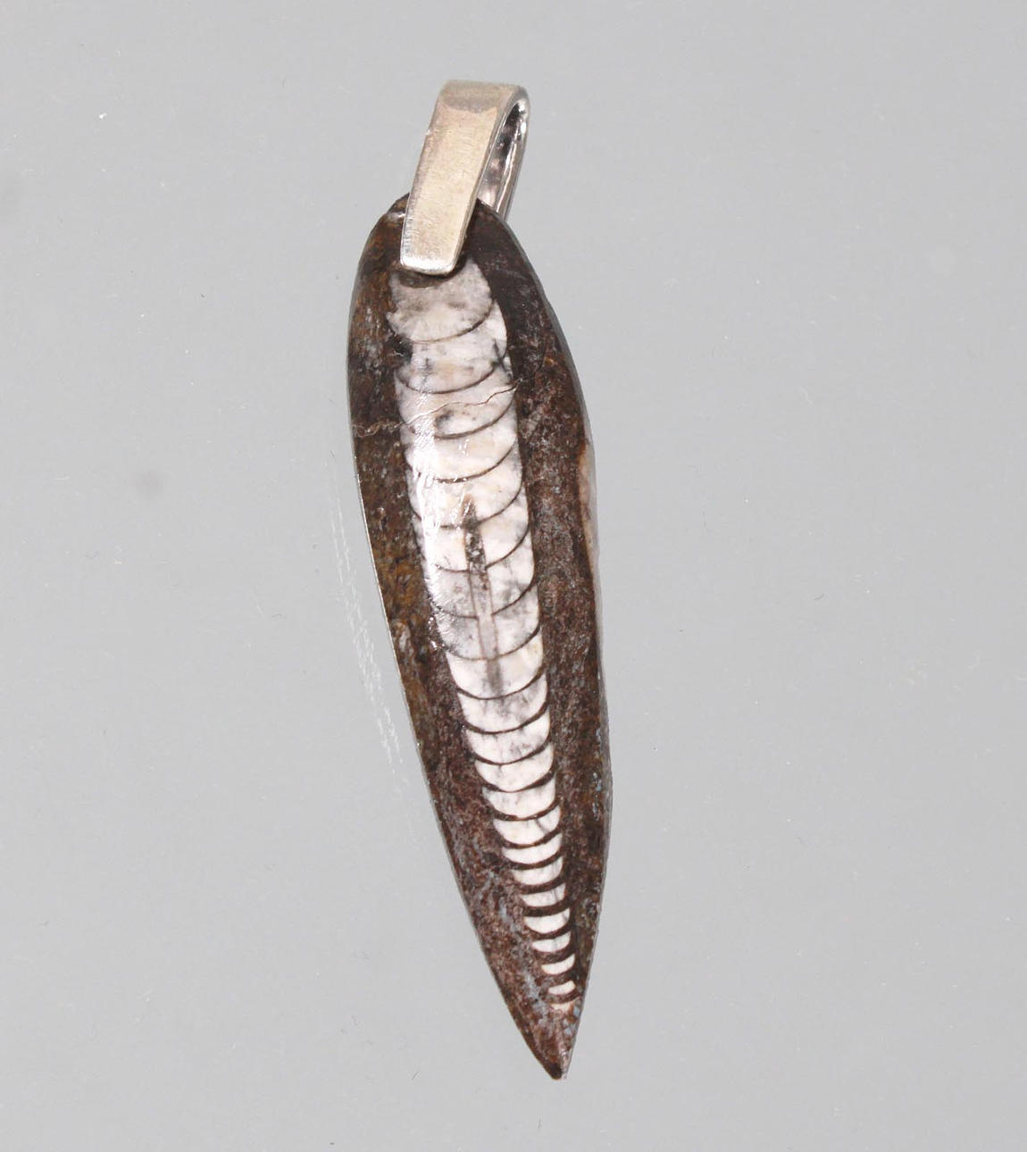 Orthoceras Fossil Anhänger, Silber 925.