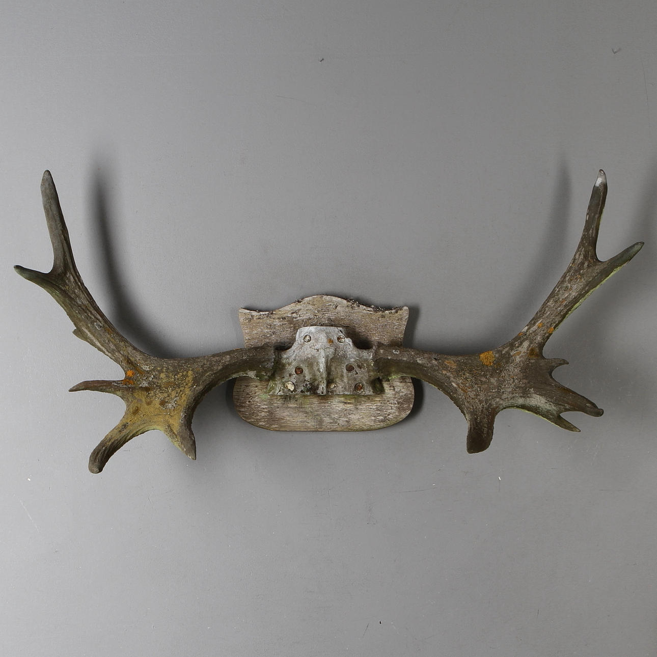 JAKTTROFÉ, älghorn.