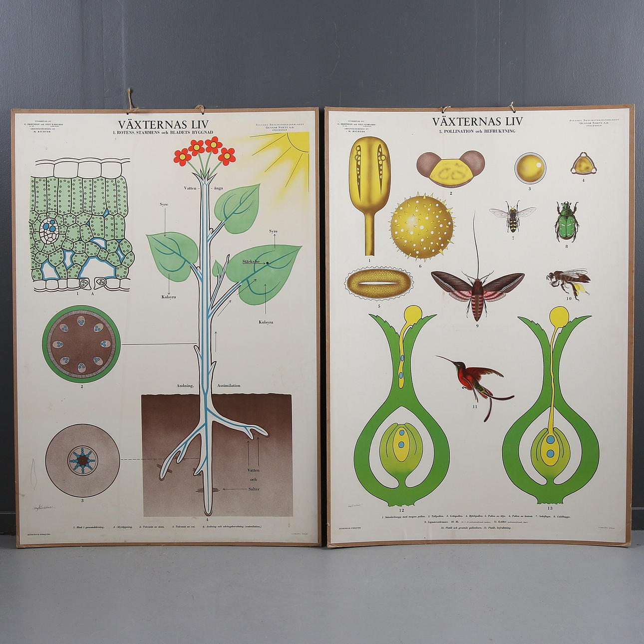 SKOLPLANSCHER, 2 st, "Växternas liv", 1900-talets första hälft.