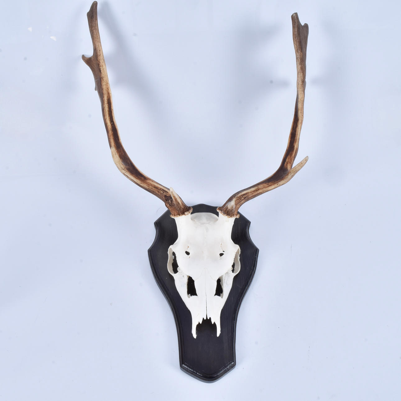 TROPHY. moose horn, wall mounted.