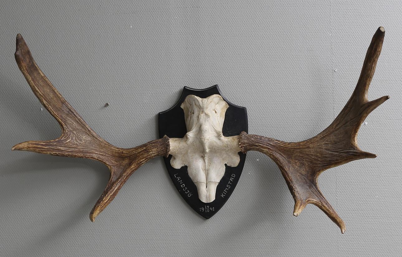 JAKTTROFFÉ, älg, Landsjö, Kimstad 1941.