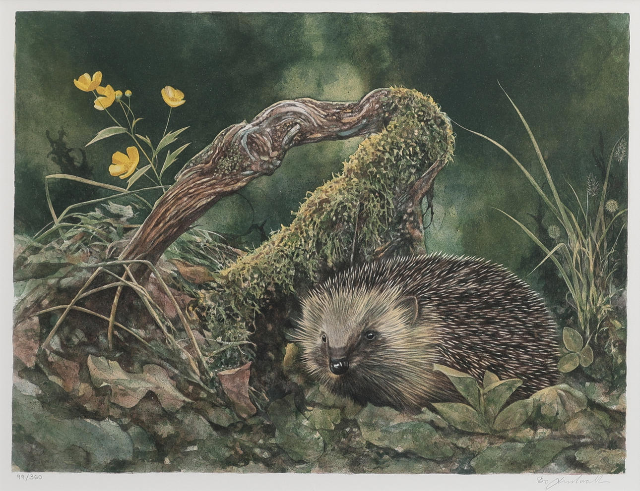 BO LINDWALL. IGELKOTT.