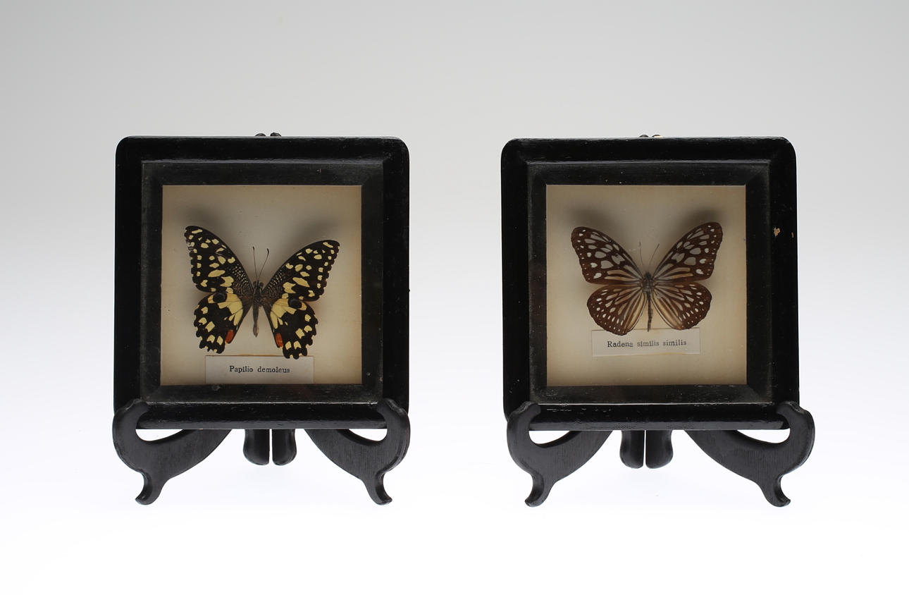 FJÄRILSTAVLOR, 2 st, 1900-talets första del.