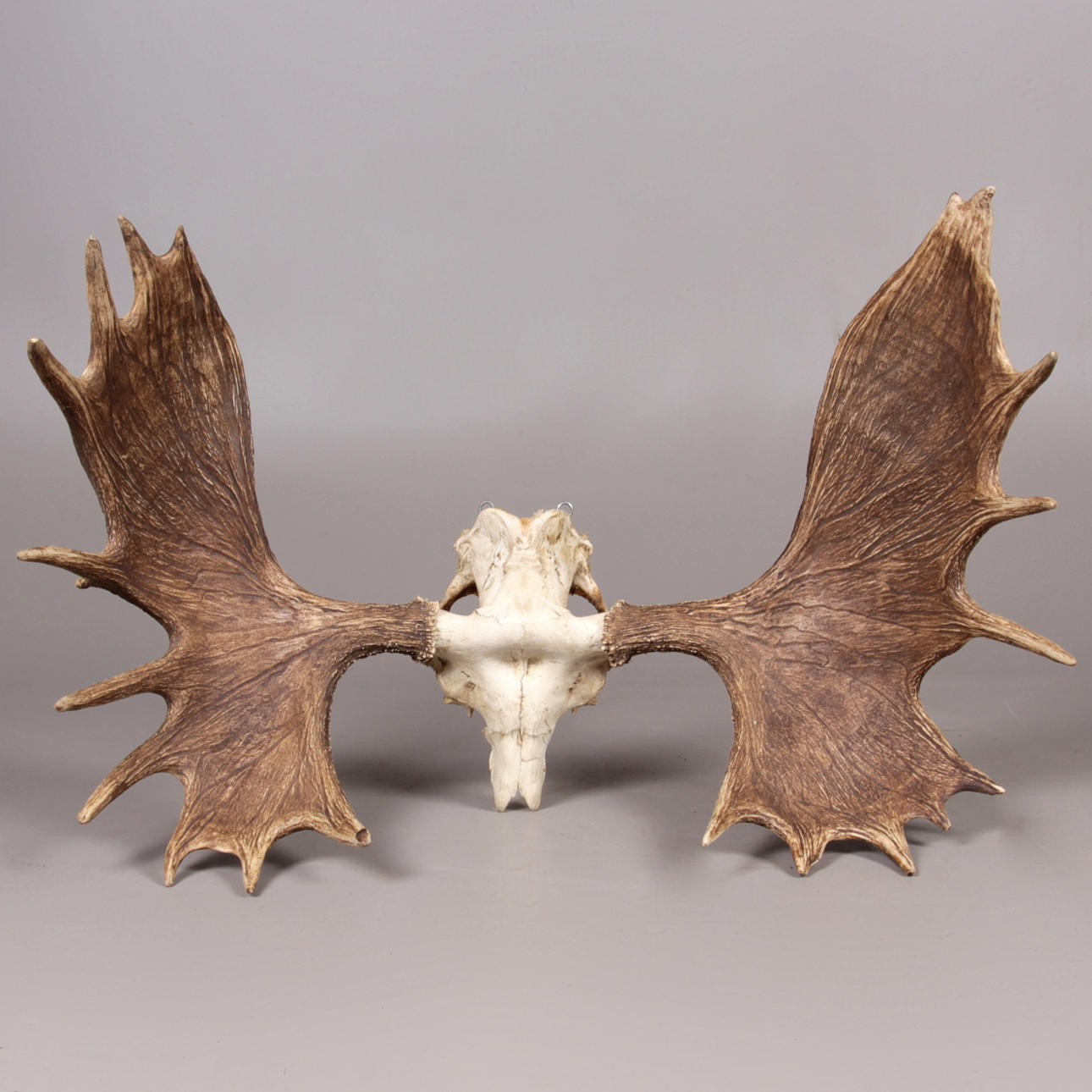 TROFE, älg, 20 taggar, med värderingsbevis samt medalj, 317,6 p.