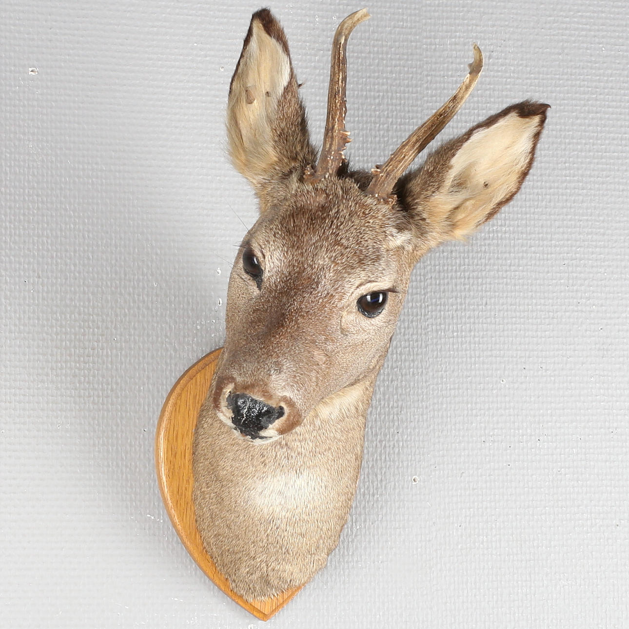 RÅDJURSHUVUD, uppstoppat, 1900-talets andra hälft.